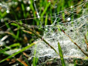 Beauty out of Disorder